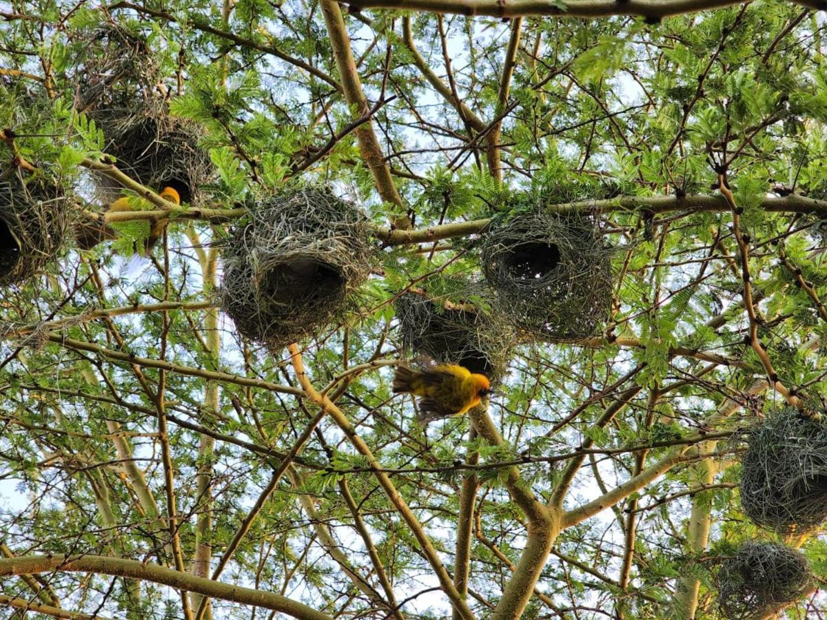 فندق Lillypond Camp Elmenteita المظهر الخارجي الصورة